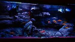 Aquarium Malawitraum ( Umdekoriert )