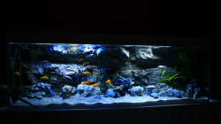 Aquarium Malawitraum ( Umdekoriert )