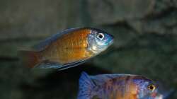 Marmelade cat- Kadango red fin