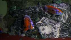 lithobates mit marmelde cat