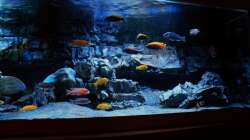Aquarium Malawitraum ( Umdekoriert )