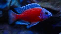 Mein Liebling Der Kadango