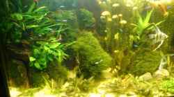 Pflanzen im Aquarium Becken 26009