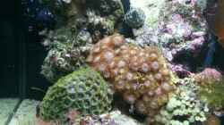 Besatz im Aquarium My first Reef