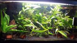 Aquarium mein 54l Aquarium