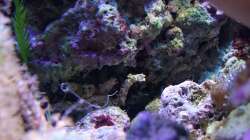 Kolonie von Muschelsammlerinnen (Phyllochaetopterus sp.)