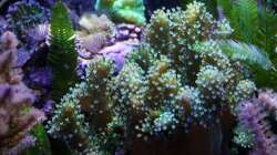 Ausschnitt mit Lederkoralle