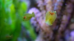 Convolutriloba retrogemma, oder gemeinhin auch als ´Planarie´ bezeichnet. Gelten