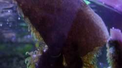 ... und etwa anderthalb Monate später. Fazit: Wäre gut gewesen, es weiter unten