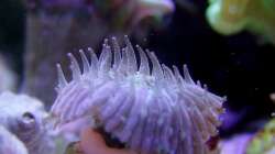 Kleine Nachwuchsfungia hat Hunger!