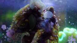 Briareum lässt sich hervorragend auf Glas ansiedeln. Hier sieht man gut, wie das