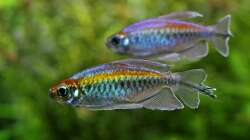 Phenacogrammus interruptus