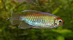 Phenacogrammus interruptus