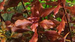Ludwigia mini ´super red´