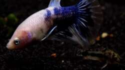 Siamesischer Kampffisch   Betta splendens -Männliches Tier mit Zwergpanzerwels