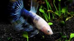  Betta splendens - Männliches Tier ( Verstorben)