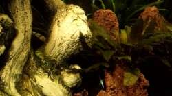 Wurzel und Lavasteine