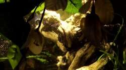 Ansicht des Beckens durch die Dekopflanze