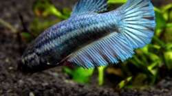 Siamesischer Kampffisch   Betta splendens - Weibchen