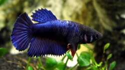 Siamesischer Kampffisch   Betta splendens - Weibchen
