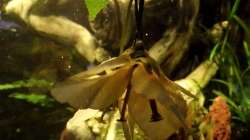 Durch die Blume gesehen