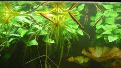 Besatz im Aquarium Nannostomus eques - Becken