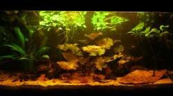 Aquarium Nannostomus eques - Becken