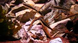 Siamesische Rüsselbarben