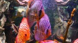 Besatz im Aquarium Diskus Aquarium L-Form