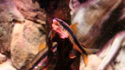 Siamesischer Rüsselbarbe