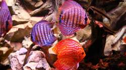 Besatz im Aquarium Diskus Aquarium L-Form