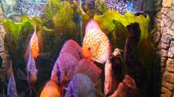 Dekoration im Aquarium Diskus Aquarium L-Form