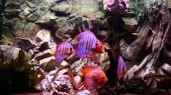 Besatz im Aquarium Diskus Aquarium L-Form