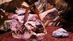 Hier wohnt der L-Wels