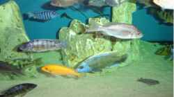 Aquarium Becken 262
