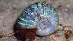 blaue PHS die schon mit Gehäuseschäden zu mir kam