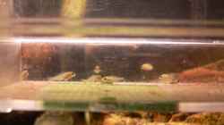 Nachwuchs (9Stck.) Mix aus Placidochromis electra & Placidochromis phenochilus lupingu