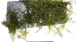 Pflanzen im Aquarium Südamerikabecken