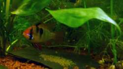 Das erste Gelege (April 2013)