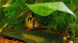 Das erste Gelege (April 2013)