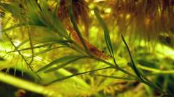 Besatz im Aquarium Südamerikabecken