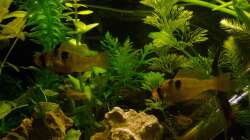 Besatz im Aquarium Südamerikabecken