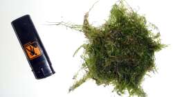 Pflanzen im Aquarium Südamerikabecken