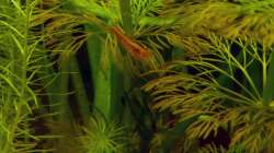 Besatz im Aquarium Südamerikabecken