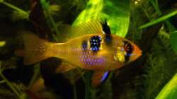 Besatz im Aquarium Südamerikabecken