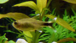 Besatz im Aquarium Südamerikabecken