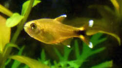 Besatz im Aquarium Südamerikabecken