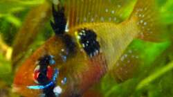 Besatz im Aquarium Südamerikabecken