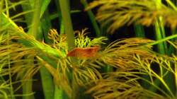 Besatz im Aquarium Südamerikabecken