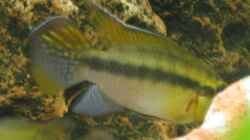 Pelvicachromis humilis Männchen